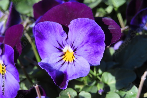 バイオレットのパンジー