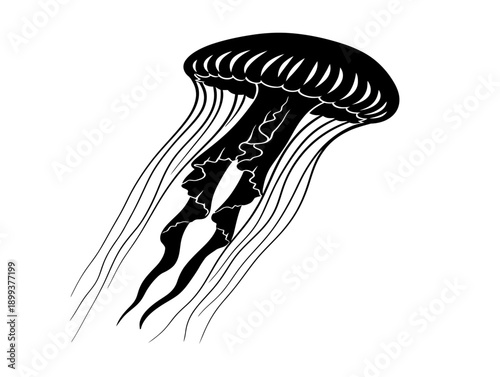 Black and white illustration of a jellyfish with flowing tentacles