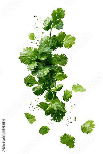 Fresh cilantro sprigs, vibrant green, with scattered, small, dark specks, appear to be floating or suspended against a black background.  