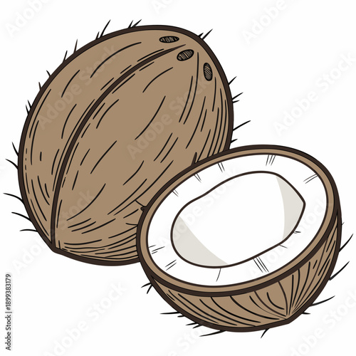 Coconut Split Open Showing Interiors - Tropical Fruit Line Art