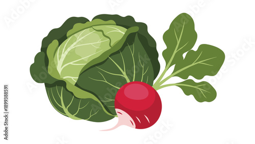 Fresh and vibrant green cabbage paired with a crisp red radish, representing healthy vegetables and fresh produce.