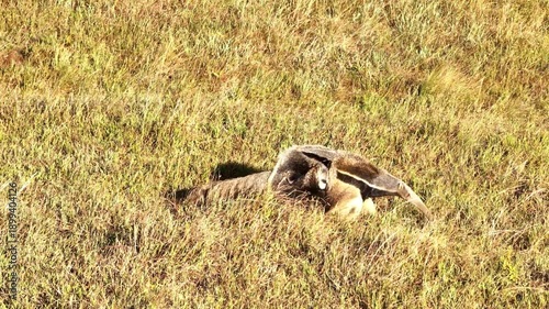 Wild Giant Anteater in Natural Grassland