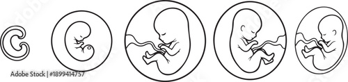 Human fetus development stages vector illustration set. progression of embryo growth from early stage to advanced gestational period