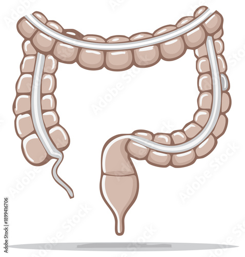 Anatomical illustration of the human large intestine, colon, and rectum