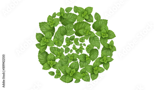 Peppermint leaves vortex realistic vector isolated on transparent background