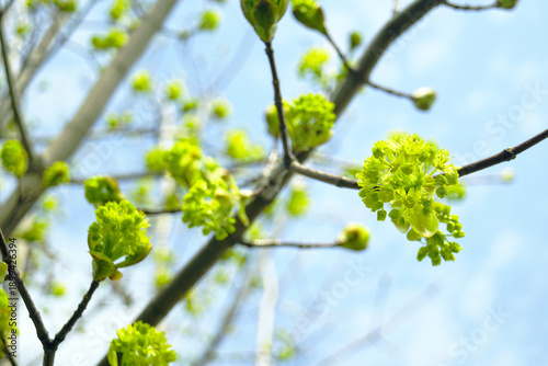 Tablou pe pânză Sunlit green blossoms of maple tree on branch against sky