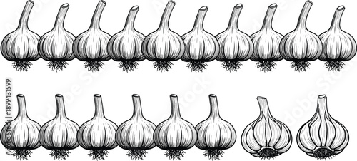 Black and white garlic bulb sketch rows, botanical illustration for culinary reference, agricultural documentation, vintage food art, and organic produce design themes.