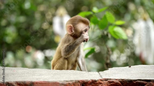 Cute Baby Rhesus Macaque Eating In Forest
