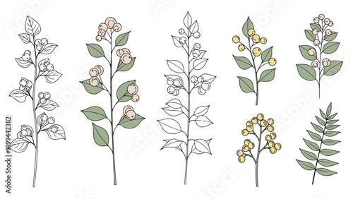 Botanical illustrations of various plant branches with leaves and berries in both line art and colored versions for design.