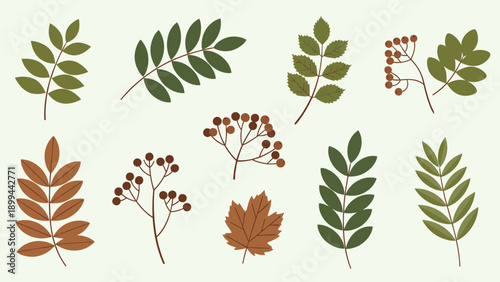 Set of various autumn leaves and berries including maple, rowan, and other foliage in shades of green and brown on light green.