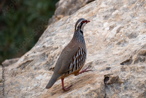 Red-legged Partridge bird in Spain