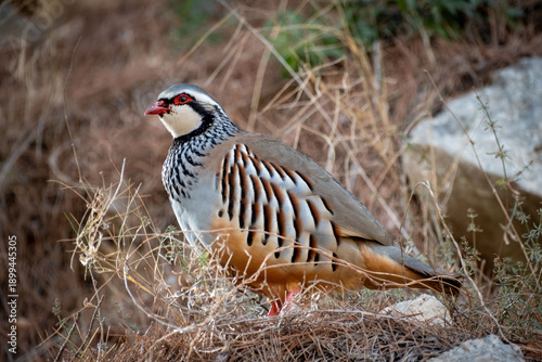 Red-legged Partridge bird in Spain