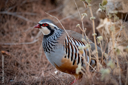Red-legged Partridge bird in Spain