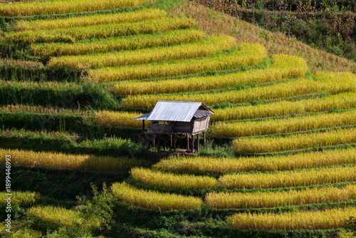 hut and rice terraces in the moutains