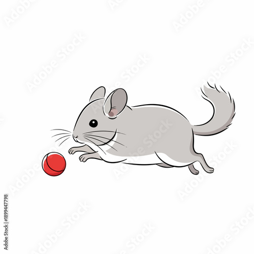 Gray chinchilla playing with small red ball on clean white background. Cute chinchilla playing, jumping with expressive eyes and fluffy tail, displaying playful behavior.