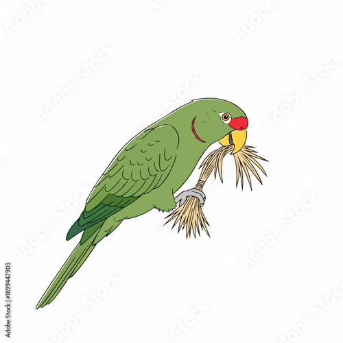 Green parrot illustration, Rose-ringed Parakeet, holding straw with vibrant green plumage on white. Green parrot features distinctive red eye patch, yellow beak, and strong grip.