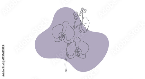 Minimalist line drawing of purple orchid flowers on abstract lavender blob, for illustration, icon, or graphic design element, Isolated on transparent background, png
