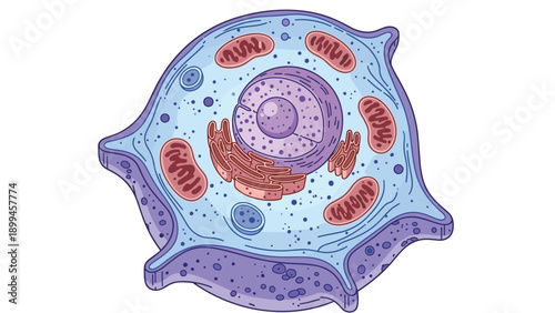 Detailed scientific illustration of a biological animal cell showing internal organelles like the nucleus, mitochondria, and cytoplasm.