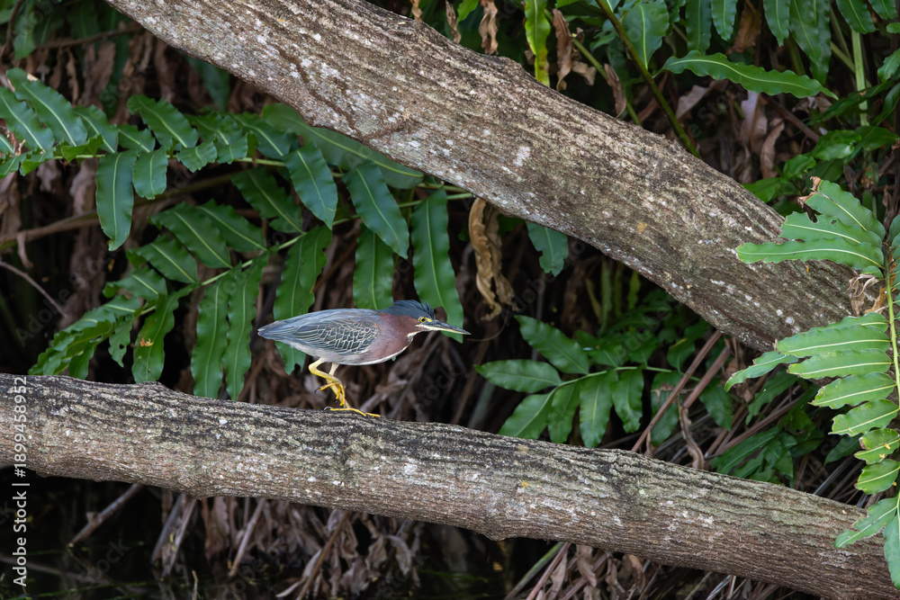 Fototapeta premium Small Green Heron Butorides virescens Walking Along a Tree Branch in a Dense Green Forest Habitat, Tropical Natural Wildlife Scene