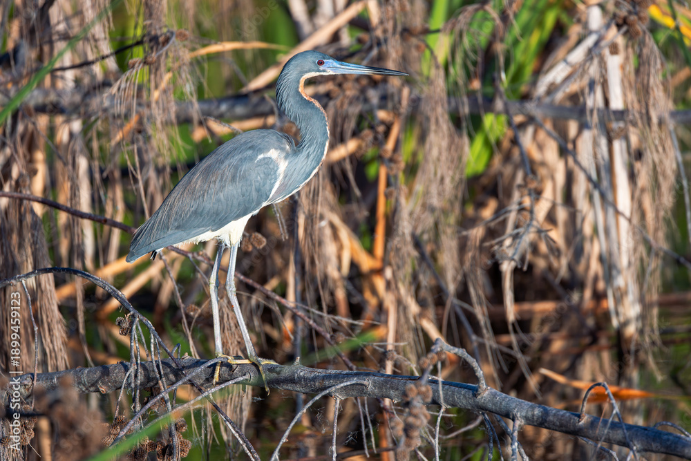 Fototapeta premium Tri-Colored Tricolored Heron stands at the water near lake shore