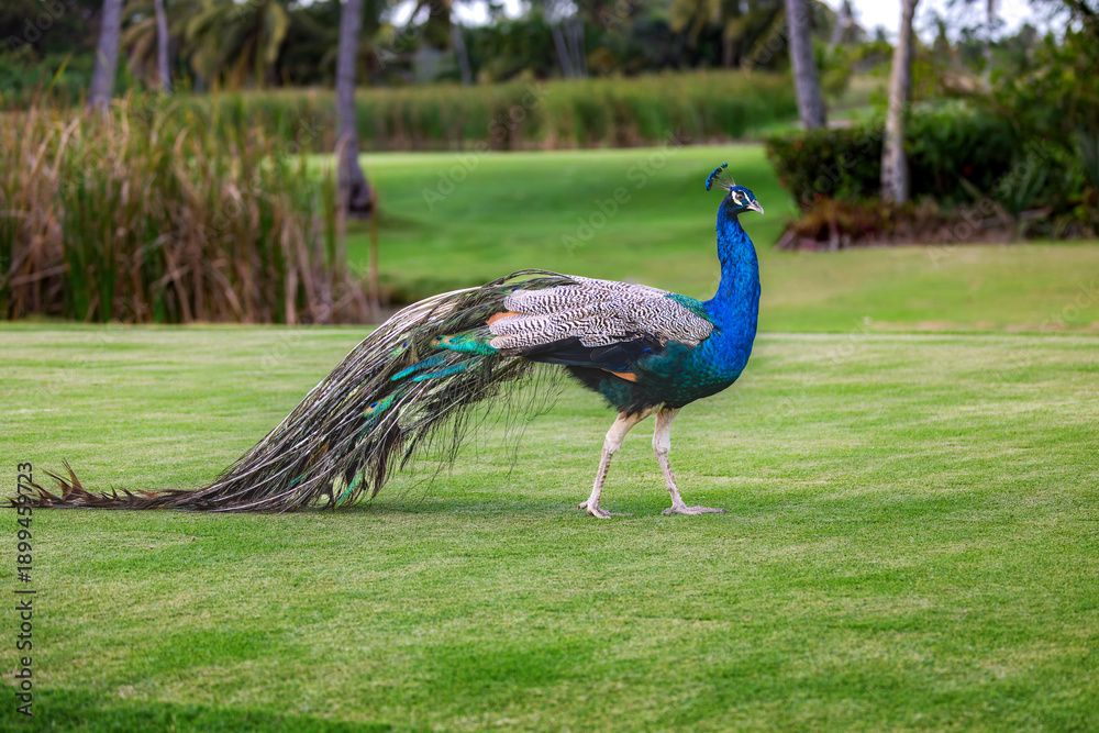 Fototapeta premium Peacock outdoor walking gracefully in tropical park