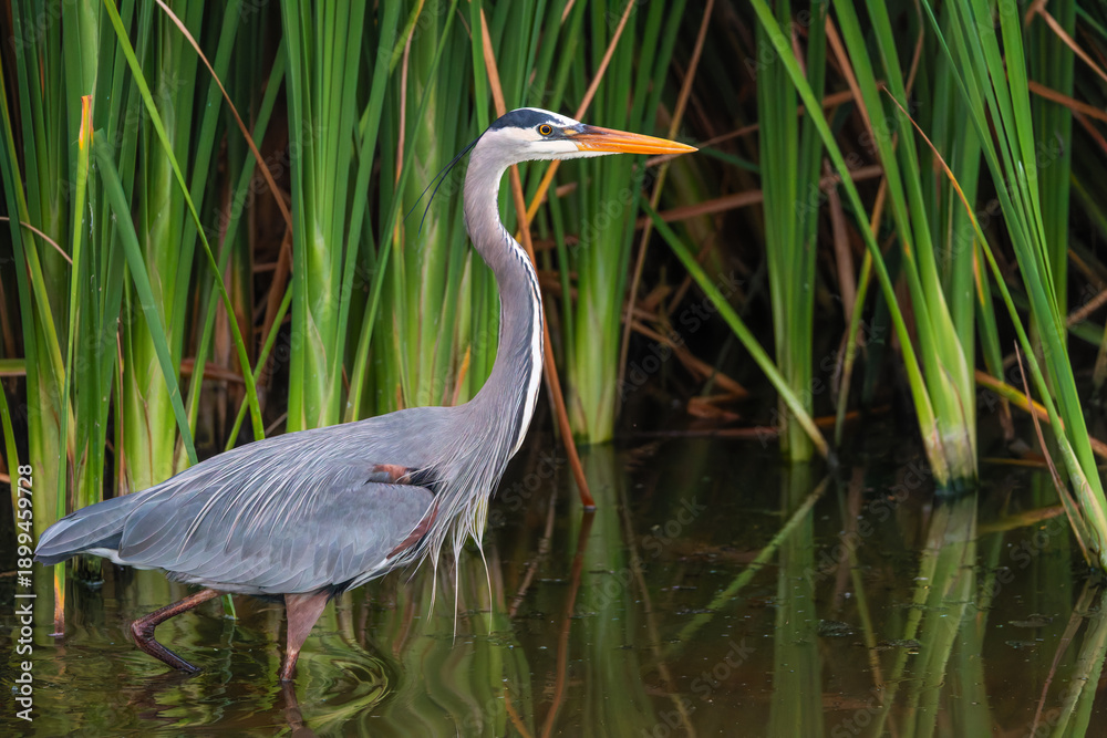 Fototapeta premium Great blue heron stands at the water near lake shore