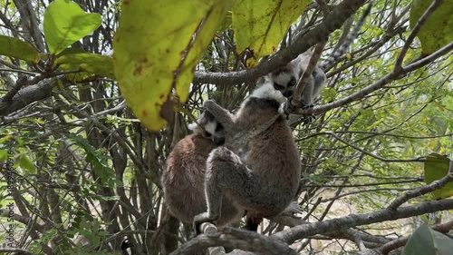 Young male ring-tailed lemur (Lemur catta) trying to go to explore the tree where his family lives, Madagascar.