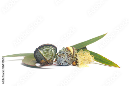 Quadro em tela Aromatic eucalyptus fruits gumnuts, flower and green eucalipto leaves on white b