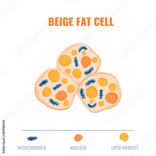 Adipose tissue showing beige fat cell with mitochondria and nucleus detail. Fat structure diagram for obesity, diabetes and metabolism research. Medical vector illustration.