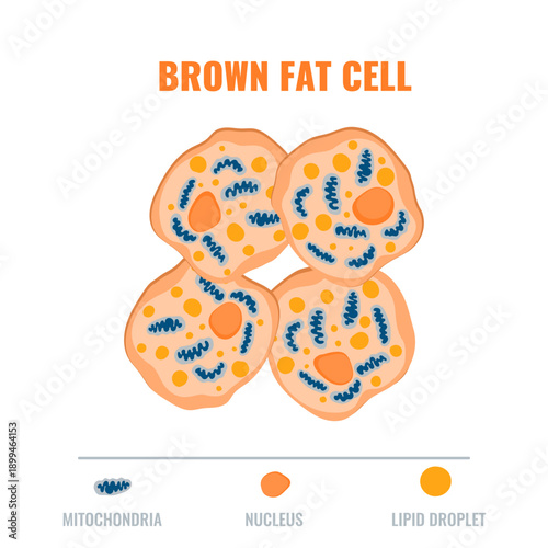Adipose tissue showing brown fat cell with mitochondria and nucleus detail. Fat structure diagram for obesity, diabetes and metabolism research. Medical vector illustration.