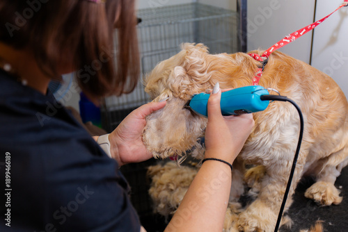 Cuadro en lienzo Precise dog ear trimming with clippers in grooming salon