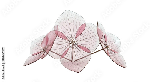 Delicate Pink Hydrangea Petals with Visible Veins