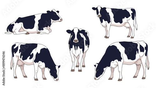 Group of five holstein cows in various poses including standing grazing and lying down on a white background for dairy farming themes.