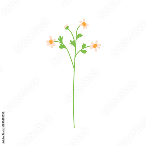 Chamomile flower branch, spray twig. Gentle herbal wildflower, thin stem. Cam...