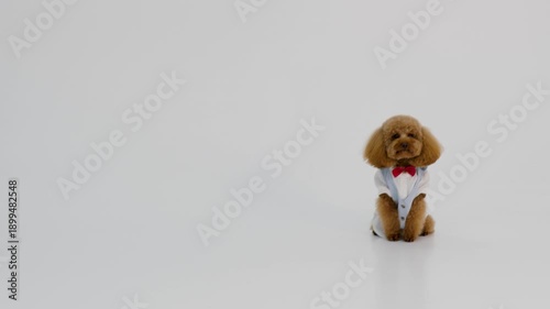 Energetic small brown poodle races toward camera with wagging tail