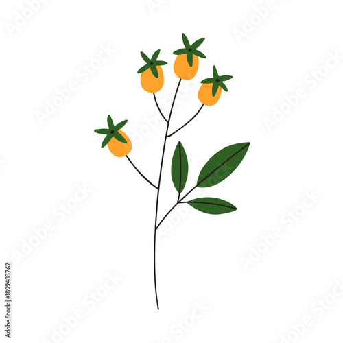 Berry branch with leaf. Abstract tropical exotic fruit with leaves, botanical...