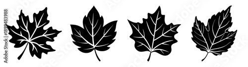 Autumn maple leaves set isolated on white background fall season foliage vector illustration