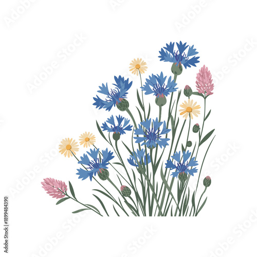 Delicate wild meadow cornflowers illustration summer blossom design element. Suitable for branding organic products greeting cards or springtime decor projects.