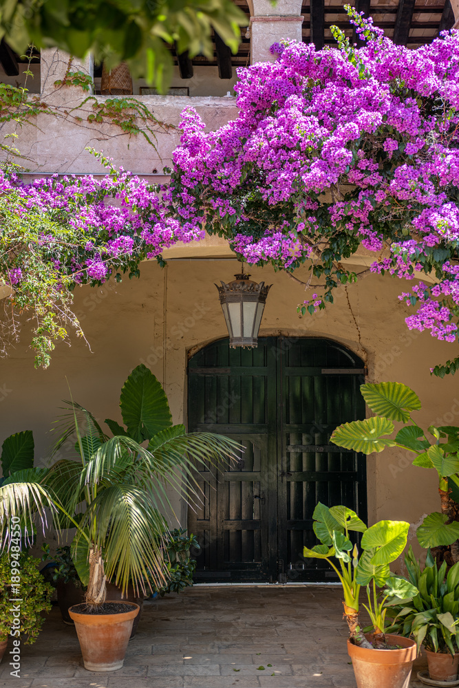 custom made wallpaper toronto digitalA vibrant entrance to rural house with a black wooden door surrounded by lush green plants and blooming purple bougainvillea flowers in terracotta pots.