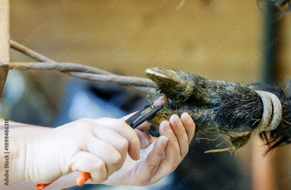 Naklejka premium Alpaca nail clipping. The alpaca's nails have grown and need to be trimmed. The nails are trimmed at the same time as the wool is sheared in the spring.