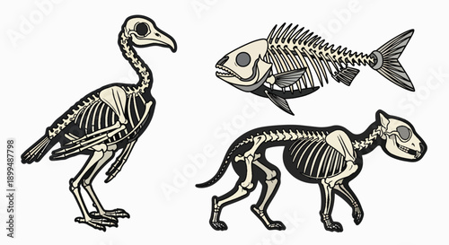Diverse animal skeletons bird fish mammal anatomy illustration Biology Science Education Vertebrate Anatomy Structure Medical