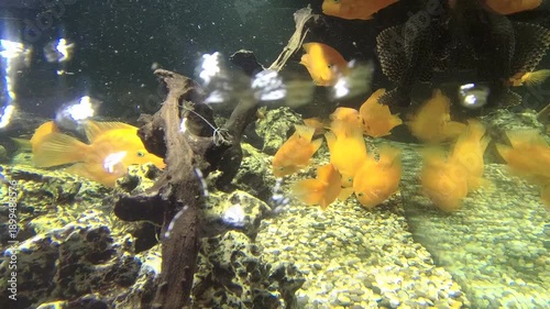 yellow fish in aquarium
