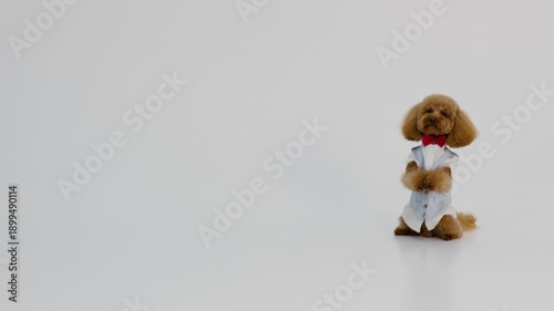 Playful brown poodle dressed in medical attire on studio floor