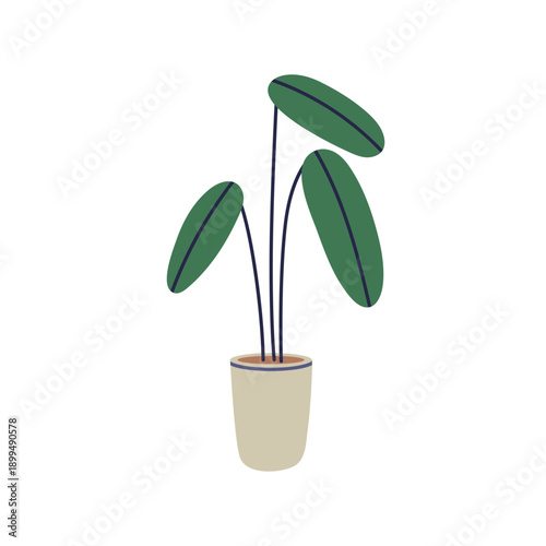 House plant in pot. Large leaf ficus, fresh foliage greenery growing in plant...