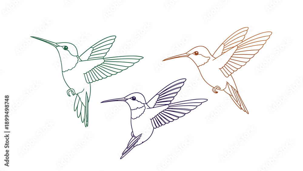 Obraz premium Elegant and simple line art illustrations of three hummingbirds in flight, rendered in green, brown, and purple outlines for design.