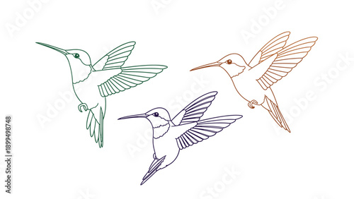 Elegant and simple line art illustrations of three hummingbirds in flight, rendered in green, brown, and purple outlines for design.