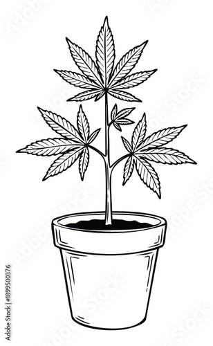 Potted cannabis plant with distinctive leaves, presented in a crisp botanical outline, ideal for educational content, product packaging, or agricultural themes.