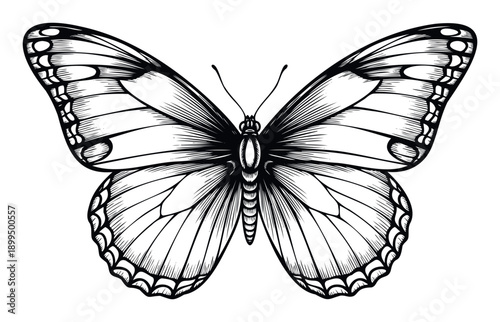 Striking symmetrical black and white butterfly graphic providing a versatile natureinspired motif perfect for apparel prints, ecological branding, or sophisticated decorative applications.