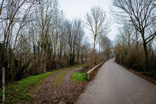 Slika na platnu A paved road and a muddy dirt path diverge, surrounded by bare winter trees under an overcast sky
