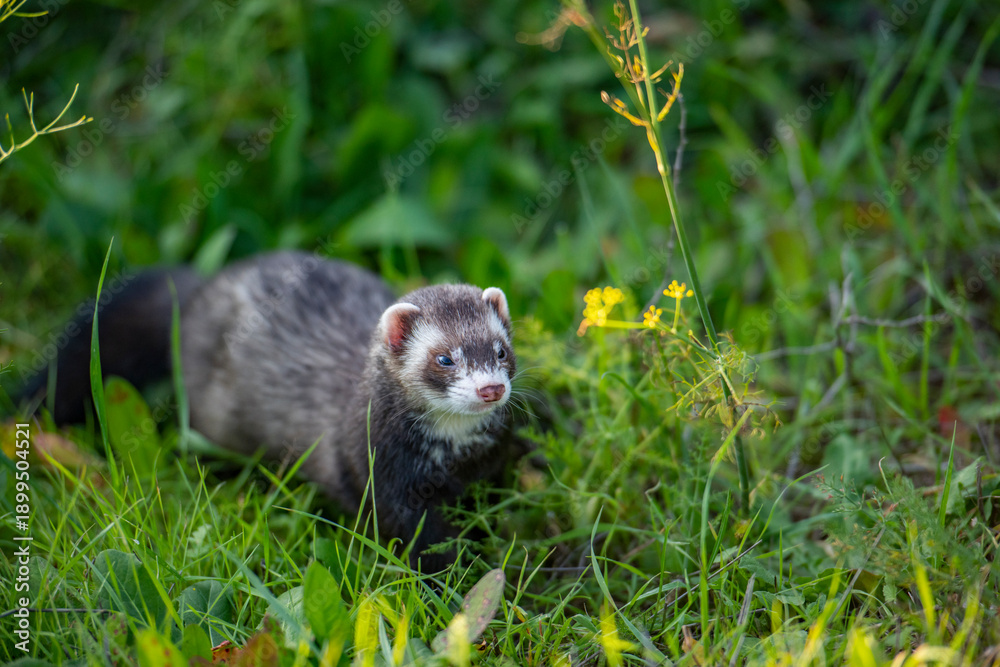 Fototapeta premium Furet